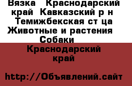 Вязка - Краснодарский край, Кавказский р-н, Темижбекская ст-ца Животные и растения » Собаки   . Краснодарский край